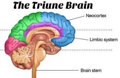 The Triune Brain Reading Answers