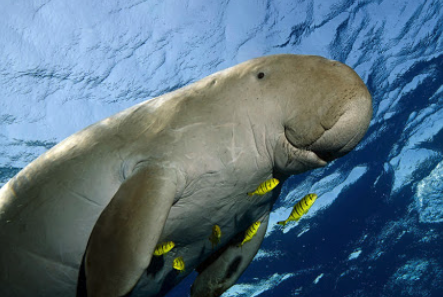 The dugong: sea cow